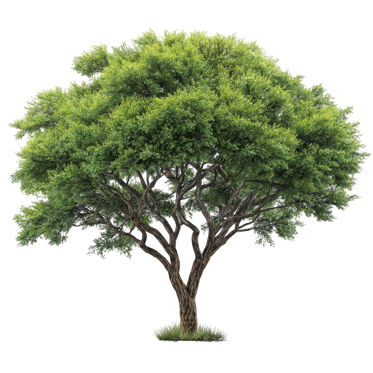Apple Tree